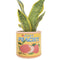 Just Peachy Can Planter | Yellow by Urban Products. Australian Art Prints, Fashion and Homewares. Green Door Decor. www.greendoordecor.com.au