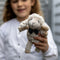 'Liam the Lamb' Rattle by Lily & George. Australian Art Prints and Homewares. Green Door Decor. www.greendoordecor.com.au