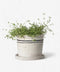 Lisbon Herb Pot | Medium by French Country Collections. Australian Art Prints, Fashion and Homewares. Green Door Decor. www.greendoordecor.com.au