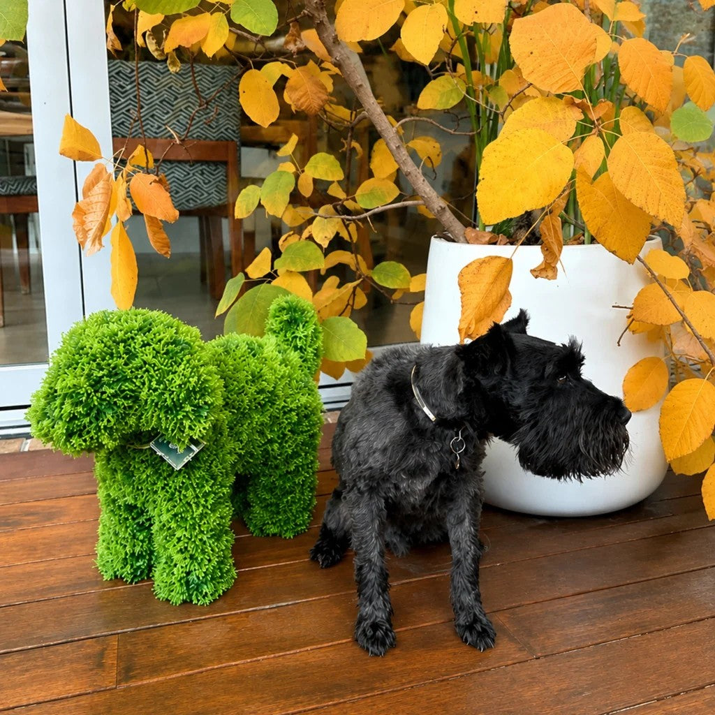 LUNA Topiary Cypress Puppy - Light Green 37cm by HG Living. Australian Art Prints, Gifts, Fashion and Homewares. Green Door Decor. www.greendoordecor.com.au