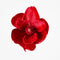 Luxe Velvet Clip On Magnolia Small - Red | Christmas Decoration by Florabelle. Australian Art Prints and Homewares. Green Door Decor. www.greendoordecor.com.au