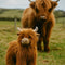 'Mac the Highland Cow' Soft Toy. Australian Art Prints, Gifts, Fashion and Homewares. Green Door Decor. www.greendoordecor.com.au