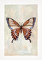 New Beginnings - Butterfly fine art print by Karina Jambrak. Australian Art Prints and Homewares. Green Door Decor. www.greendoordecor.com.au