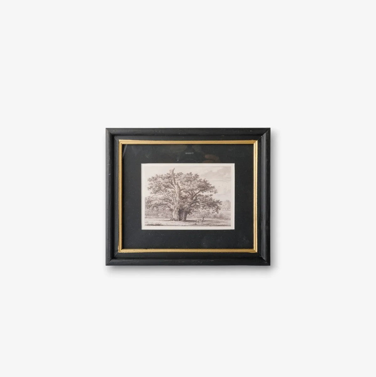 Oak Tree Pencil | Wall Art by French Country Collections. Australian Art Prints, Gifts, Fashion and Homewares. Green Door Decor. www.greendoordecor.com.au