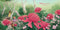 On a Bushwalk Book by Andrea Rowe. Australian Art Prints, Gifts, Fashion and Homewares. Green Door Decor. www.greendoordecor.com.au