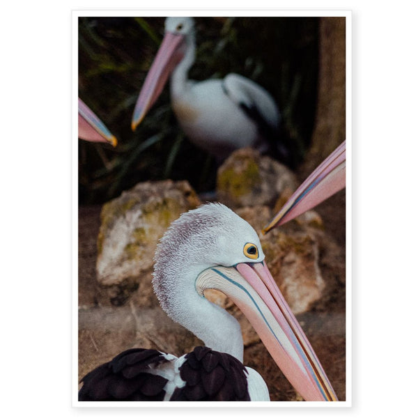 'Peli Can't' - Limited Edition Fine Art Print by Louise Agnew Photography. Australian Art Prints and Homewares. Green Door Decor. www.greendoordecor.com.au