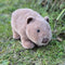Plush Walter the Wombat by Petite Vous. Australian Art Prints, Gifts, Fashion and Homewares. Green Door Decor. www.greendoordecor.com.au