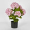 Faux Flower | Potted Real Touch Hydrangea Pink 53cm by Florabelle Living. Australian Art Prints and Homewares. Green Door Decor. www.greendoordecor.com.au