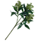 Faux Foliage | Skimmia by HG Living. Australian Art Prints, Gifts, Fashion and Homewares. Green Door Decor. www.greendoordecor.com.au