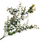 Faux Foliage | Real Touch Baby Native Gum - Gold Sunrise by HG Living. Australian Art Prints, Gifts, Fashion and Homewares. Green Door Decor. www.greendoordecor.com.au