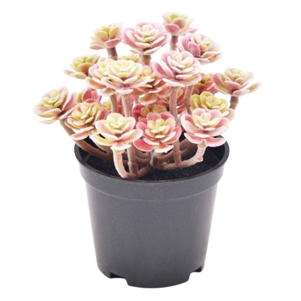 Roseum Plant in Pink | 13cm by Urban Products. Australian Art Prints and Homewares. Green Door Decor. www.greendoordecor.com.au