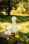 Snowy the Goose Rattle by Nana Huchy. Australian Art Prints, Gifts, Fashion and Homewares. Green Door Decor. www.greendoordecor.com.au