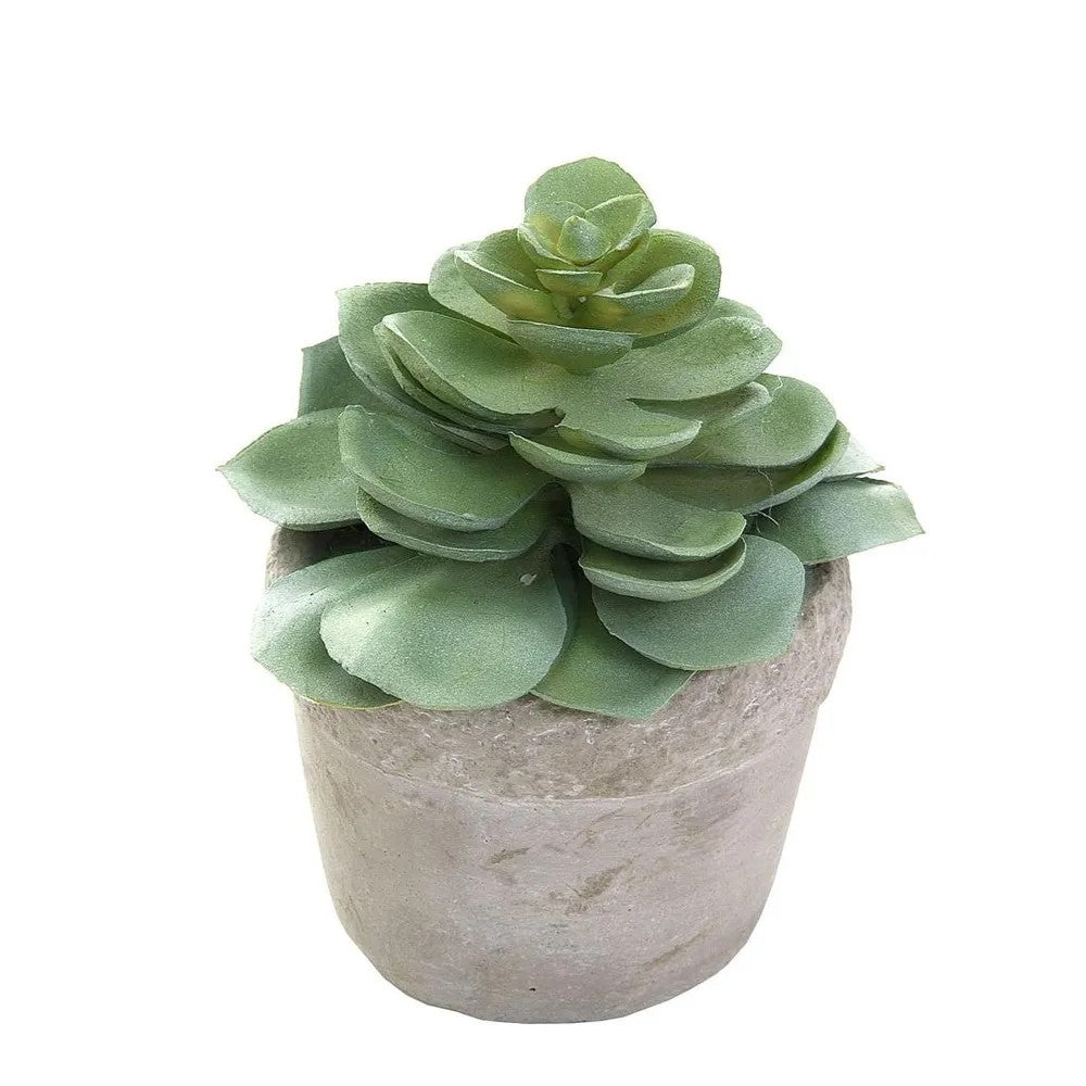Succulent in White Pot 11cm Green | Mavis by Florabelle. Australian Art Prints and Homewares. Green Door Decor. www.greendoordecor.com.au