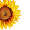 Faux Flower | Sunflower Spray 87cm - Yellow Brown. Australian Art Prints and Homewares. Green Door Decor. www.greendoordecor.com.au