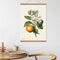 Tea Towel | Orange by home Dweller. Australian Art Prints, Fashion and Homewares. Green Door Decor. www.greendoordecor.com.au