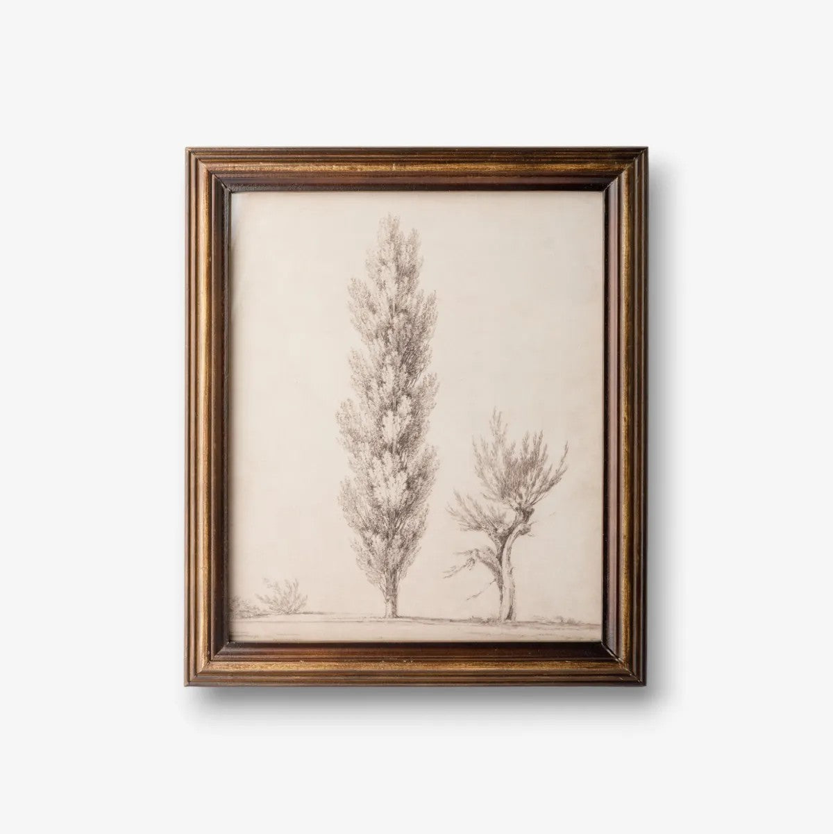 Vintage Poplar Tree Sketch | Wall Art by French Country Collections. Australian Art Prints, Gifts, Fashion and Homewares. Green Door Decor. www.greendoordecor.com.au