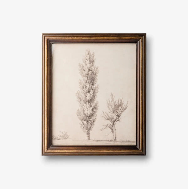 Vintage Poplar Tree Sketch | Wall Art by French Country Collections. Australian Art Prints, Gifts, Fashion and Homewares. Green Door Decor. www.greendoordecor.com.au