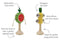 Wooden Fruit Musical Set | Watermelon & Pineapple by Eleganter Australia. Australian Art Prints, Gifts, Fashion and Homewares. Green Door Decor. www.greendoordecor.com.au