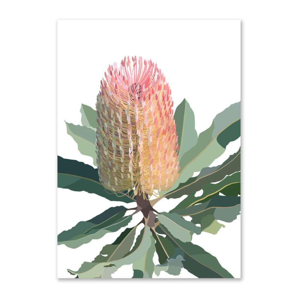 Banksia on White Background (Limited Edition)