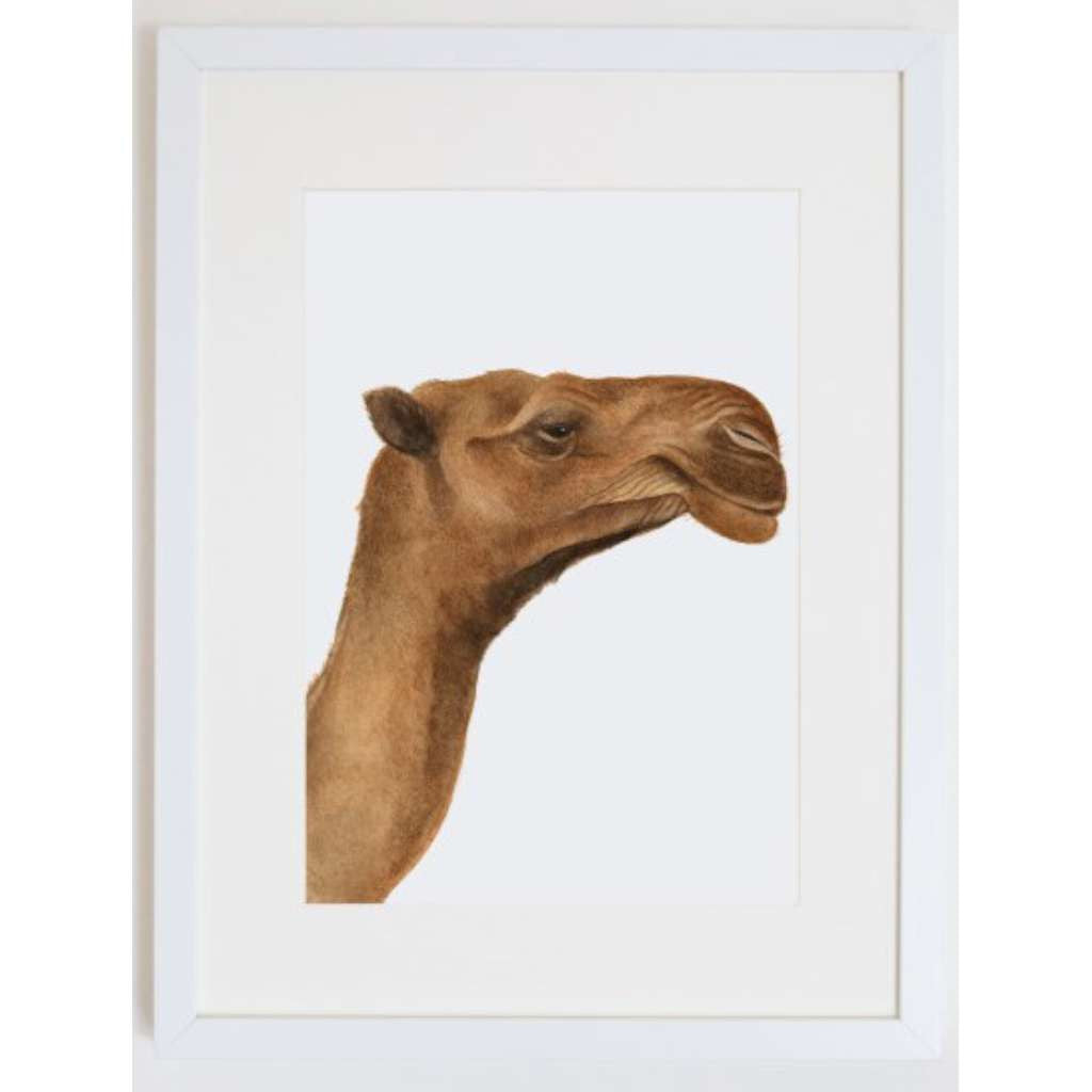 Clarence the Camel Print by For Me By Dee. Australian Art Prints and Homewares. Green Door Decor. www.greendoordecor.com.au
