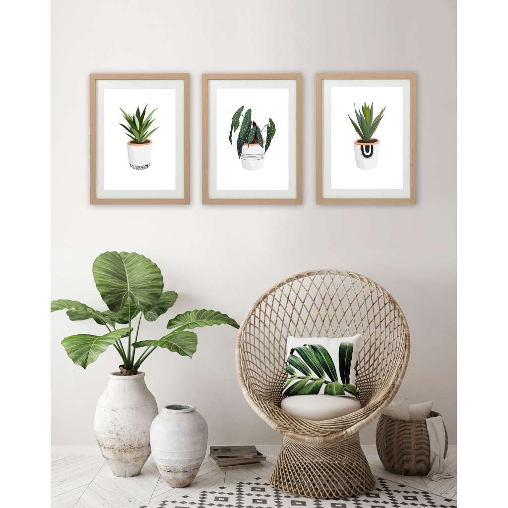 'Cosy House Plants - Set of 3 Prints' by Cassie Zaccardo. Australian Art Prints and Homewares. Green Door Decor. www.greendoordecor.com.au
