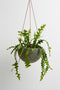 Hanging Pot - Large - Agave Terrazzo by Capra Designs. Australian Art Prints and Homewares. Green Door Decor. www.greendoordecor.com.au