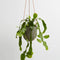 Hanging Pot - Small - Agave Terrazzo by Capra Designs. Australian Art Prints and Homewares. Green Door Decor. www.greendoordecor.com.au