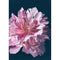Lilac Peony Limited Edition Fine Art Print  by Lamai Anne. Australian Art Prints and Homewares. Green Door Decor. www.greendoordecor.com.au