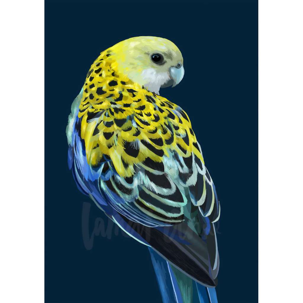 Pale Headed Rosella (Limited Edition)