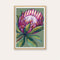 Pink Protea Fine Art Print - framed - by Daniela Fowler Art. Australian Art Prints. Green Door Decor. www.greendoordecor.com.au