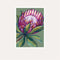 Pink Protea Fine Art Print - unframed - by Daniela Fowler Art. Australian Art Prints. Green Door Decor. www.greendoordecor.com.au