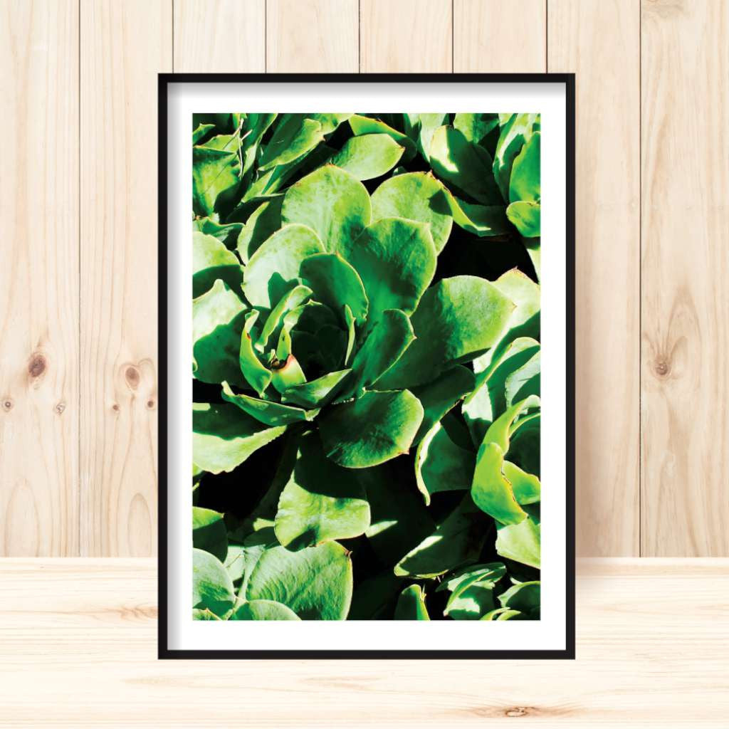 'Succulents' Print