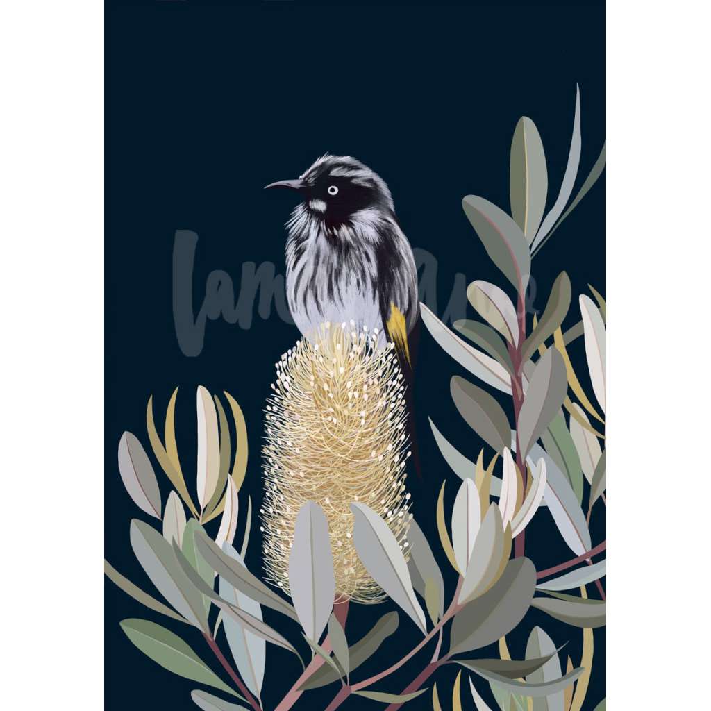  New Holland Honeyeater in a Banksia Tree print, by Lamai Anne. Australian Art Prints. Green Door Decor. www.greendoordecor.com.au