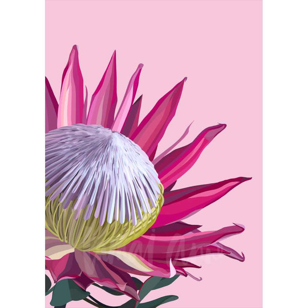 Pink King Protea (Limited Edition)